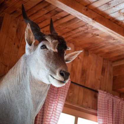 Präparierter Stierkopf vor Holzdecke und Vorhängen